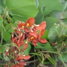 Kennedia macrophylla Seeds - Garden Tree Plant - 15X