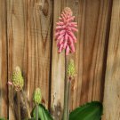 PINK Forest Lily Veltheimia Bracteata Flower - Flower Garden Plant - 5X