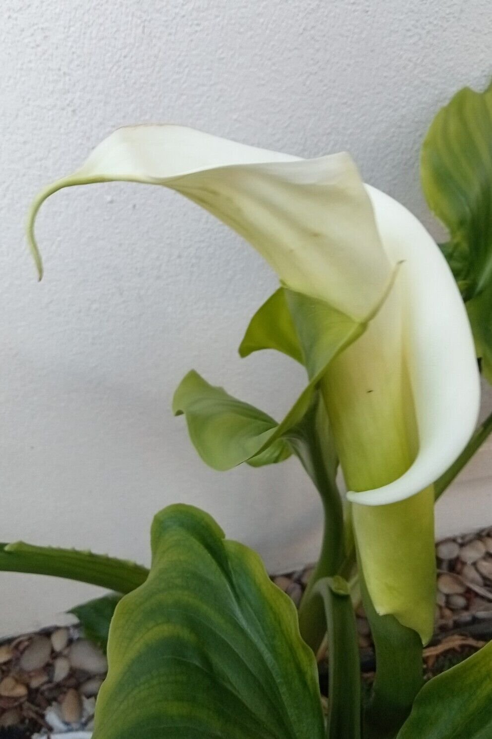 White Arum Lily dried Flower - Flower Garden Plant - 10X Seeds