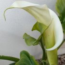 White Arum Lily dried Flower - Flower Garden Plant - 10X Seeds