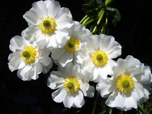 Mount Cook Lily (Ranunculus lyallii) Flower - Flower Garden Plant - 5X Seeds