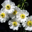 Mount Cook Lily (Ranunculus lyallii) Flower - Flower Garden Plant - 5X Seeds