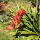 Doryanthes palmerii - Giant Spear Lily Flower - Flower Garden Plant - 30X Seeds