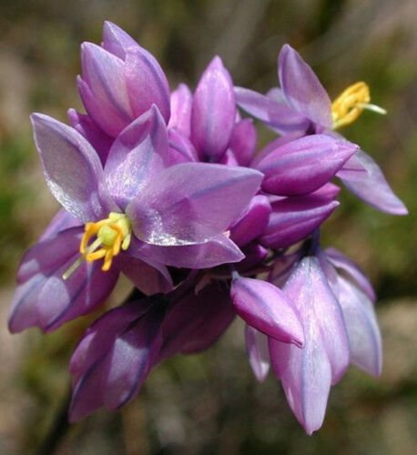 Sowerbaea juncea - Vanilla Lily Flower - Flower Garden Plant - 20X Seeds