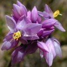 Sowerbaea juncea - Vanilla Lily Flower - Flower Garden Plant - 20X Seeds