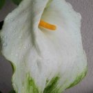 Green Goddess Lily Flower - Flower Garden Plant - 20X Seeds
