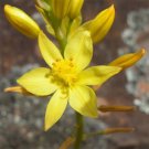 Bulbine glauca Rock Lily Flower - Flower Garden Plant - 25X Seeds
