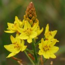 Bulbine bulbosa Golden Lily / Native Leek Flower - Flower Garden Plant - 25X Seeds