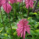 Veltheimia bracteata FOREST LILY Flower - Flower Garden Plant - 20X Seeds