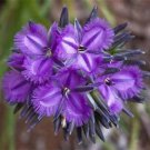 Thysanotus multiflorus Fringed Lily Flower - Flower Garden Plant - 20X Seeds