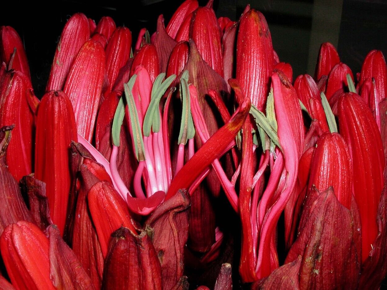 Gymea Lily/ Flame/ Giant/ Spear Flower Flower Garden Plant 15X Seeds