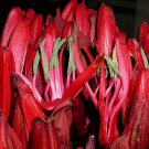 Gymea Lily/ Flame/ Giant/ Spear Flower - Flower Garden Plant - 15X Seeds