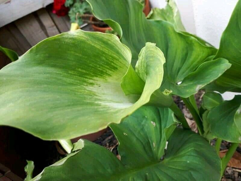 Green Goddess Arum/Calla Lily Flower - Flower Garden Plant - 20X Seeds