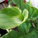 Green Goddess Arum/Calla Lily Flower - Flower Garden Plant - 20X Seeds