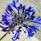 Agapanthus Blue Lily Flower - Flower Garden Plant - 5X Seeds