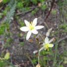 Tufted Grass Lily Flower - Flower Garden Plant - 10X Seeds