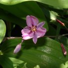 Arthropodium strictus Chocolate Lily Flower - Flower Garden Plant - 10X Seeds