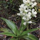 Milligania densiflora Milligan Lily Flower - Flower Garden Plant - 15X Seeds