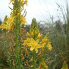 Bulbine bulbosa Golden Bulbine Lily Flower - Flower Garden Plant - 10X Seeds