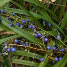 Dianella tasmanica - Blue Flax Lily Flower - Flower Garden Plant - 10X Seeds