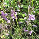 Arthropodium minus Dwarf Vanilla Lily Flower - Flower Garden Plant - 10X Seeds