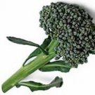 BROCCOLI ITALIAN SPROUTING Vegetable - Vegetable Garden Plant - 25X Seeds