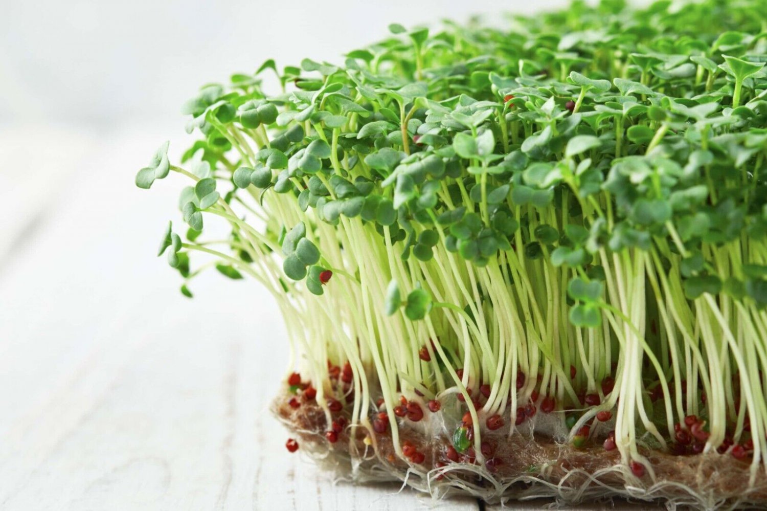 Broccoli Sprout Vegetable - Vegetable Garden Plant - 25X Seeds