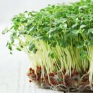 Broccoli Sprout Vegetable - Vegetable Garden Plant - 25X Seeds