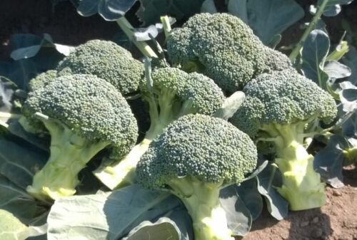 Broccoli Green Sprouting Calabrese Vegetable - Vegetable Garden Plant - 25X Seeds