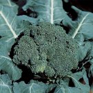 BROCCOLI 'Di Ciccio' EARLY Vegetable - Vegetable Garden Plant - 100X Seeds