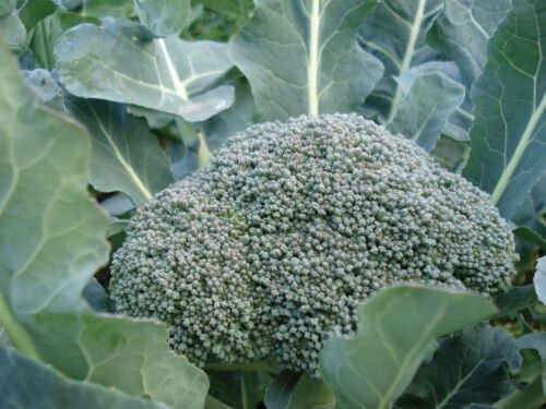 BROCCOLI 'Di Cicco Early' NON GMO Vegetable - Vegetable Garden Plant - 125X Seeds