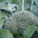 BROCCOLI 'Di Cicco Early' NON GMO Vegetable - Vegetable Garden Plant - 125X Seeds
