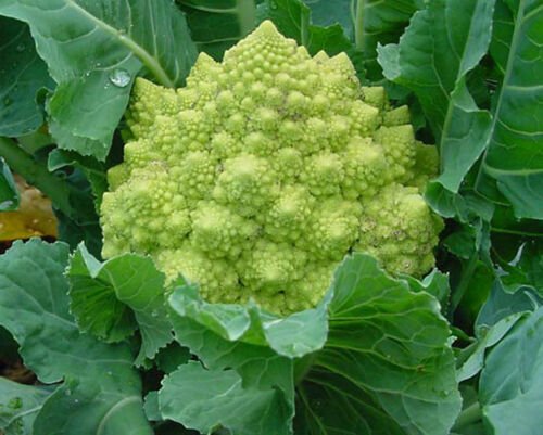 BROCCOLI Romanesco Unusual Vegetable - Vegetable Garden Plant - 110X Seeds