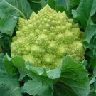 BROCCOLI Romanesco Unusual Vegetable - Vegetable Garden Plant - 110X Seeds