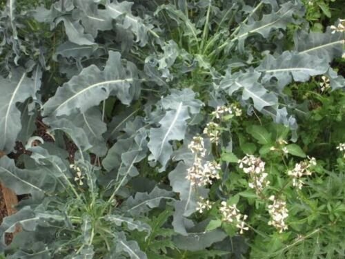 Broccoli Spigariello (Brassica oleracea) Vegetable - Vegetable Garden Plant - 100X Seeds