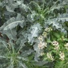 Broccoli Spigariello (Brassica oleracea) Vegetable - Vegetable Garden Plant - 100X Seeds