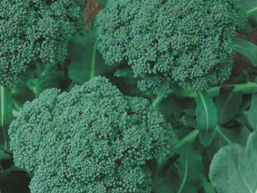 Broccoli Seeds "Waltham" Vegetable - Vegetable Garden Plant - 300X Seeds