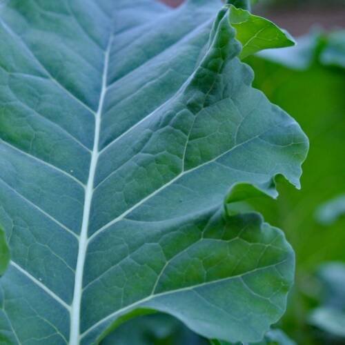 Broccoli Spigariello Vegetable - Vegetable Garden Plant - 100X Seeds