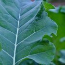 Broccoli Spigariello Vegetable - Vegetable Garden Plant - 100X Seeds