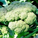 Broccoli Green Sprouting Calabrese Vegetable - Vegetable Garden Plant - 100X Seeds