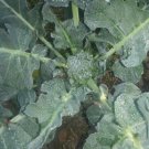 Broccoli Di Ciccio Vegetable - Vegetable Garden Plant - 120X Seeds