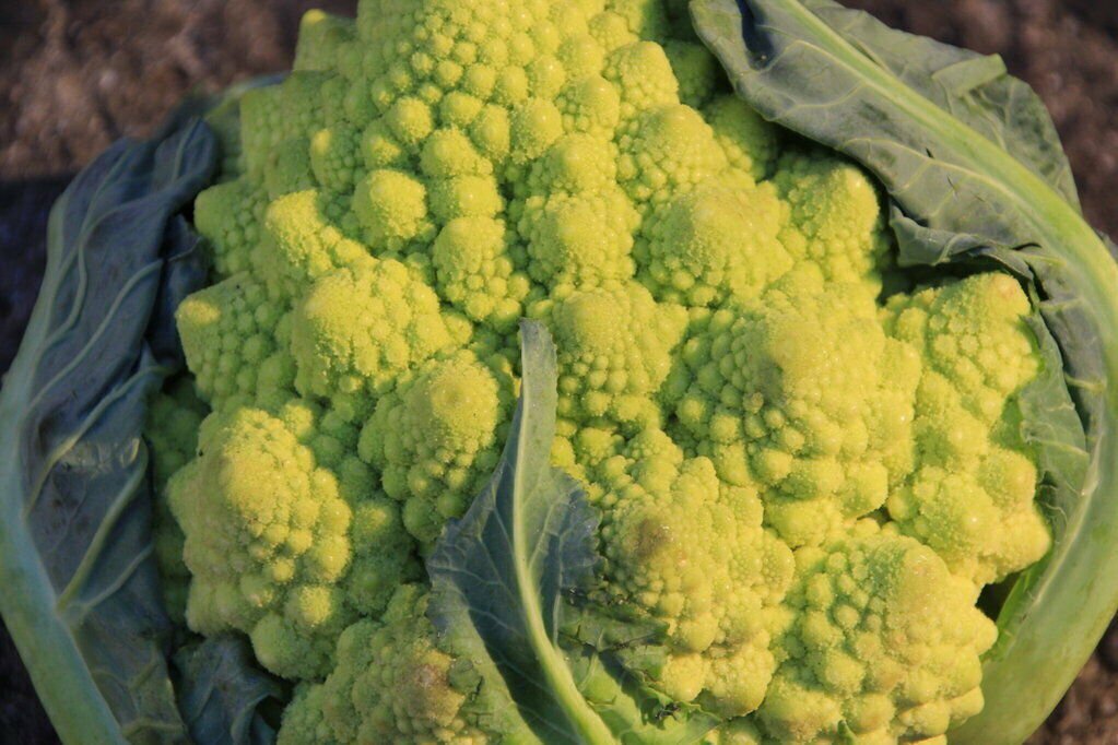 Broccoli Romanesco Flower Vegetable - Vegetable Garden Plant - 90X Seeds
