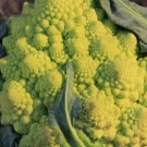 Broccoli Romanesco Flower Vegetable - Vegetable Garden Plant - 90X Seeds