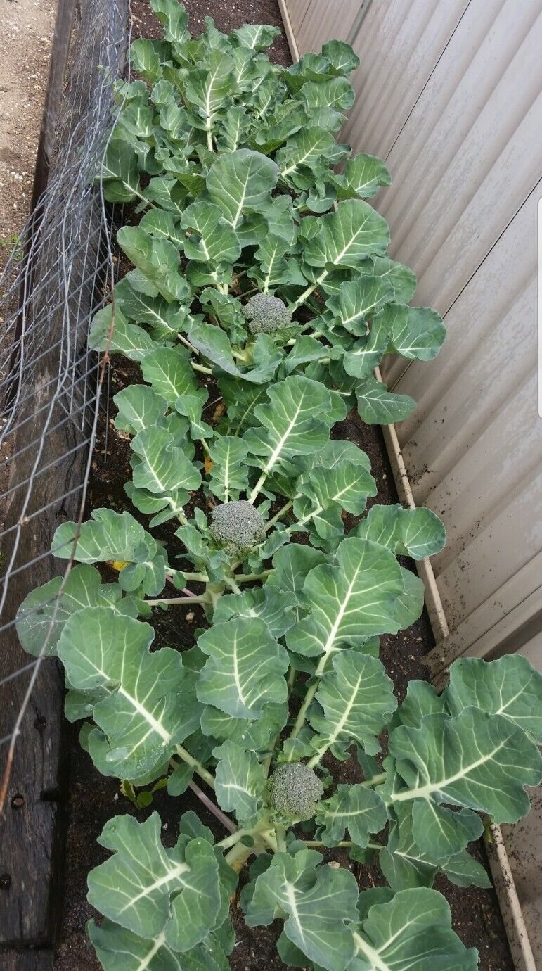 Broccoli Green Sprouting Vegetable - Vegetable Garden Plant - 50X Seeds