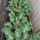 Broccoli Green Sprouting Vegetable - Vegetable Garden Plant - 50X Seeds