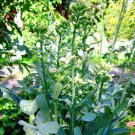 Chinese Broccoli Kailaan Vegetable - Vegetable Garden Plant - 75X Seeds