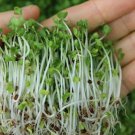BROCCOLI ‘Sprouts' Healthy Vegetable - Vegetable Garden Plant - 125X Seeds