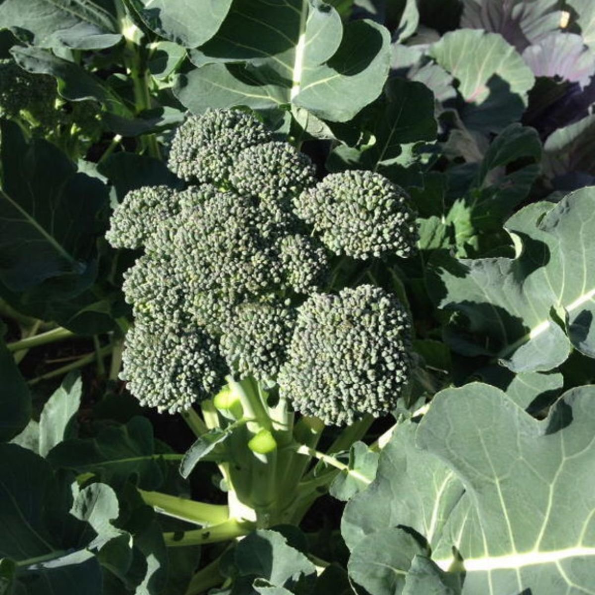 Broccoli Green Sprouting Calabrese Vegetable - Vegetable Garden Plant - 95X Seeds