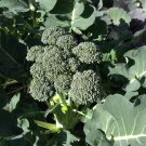 Broccoli Green Sprouting Calabrese Vegetable - Vegetable Garden Plant - 95X Seeds