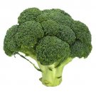 Broccoli Vegetable - Vegetable Garden Plant - 50X Seeds